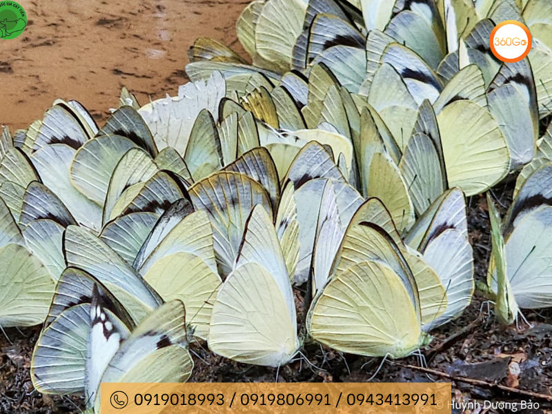 Mùa bướm tại Nam Cát Tiên - Du lịch 360Go